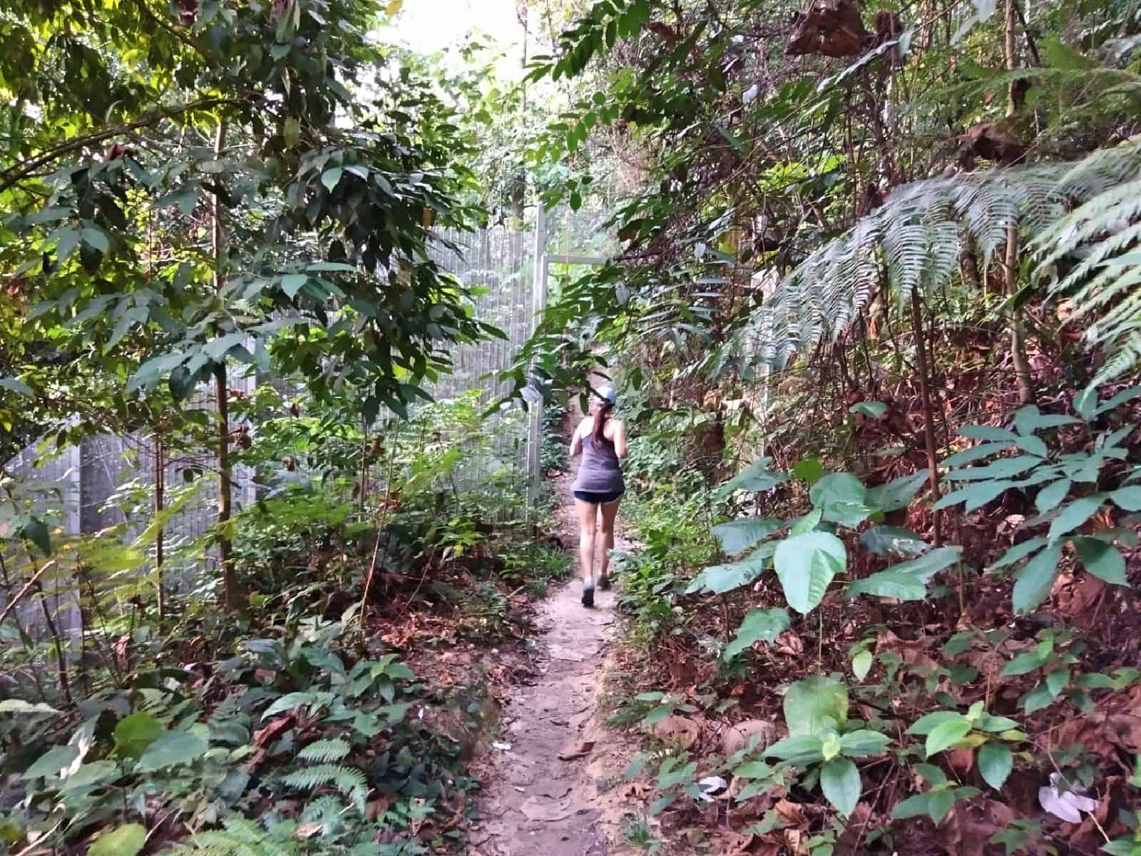 jungle-hiking-Kuala-Lumpur-Bukit-Kiara-trail-guide-TTDI-Mont Kiara-Malaysia ] Travel Mermaid