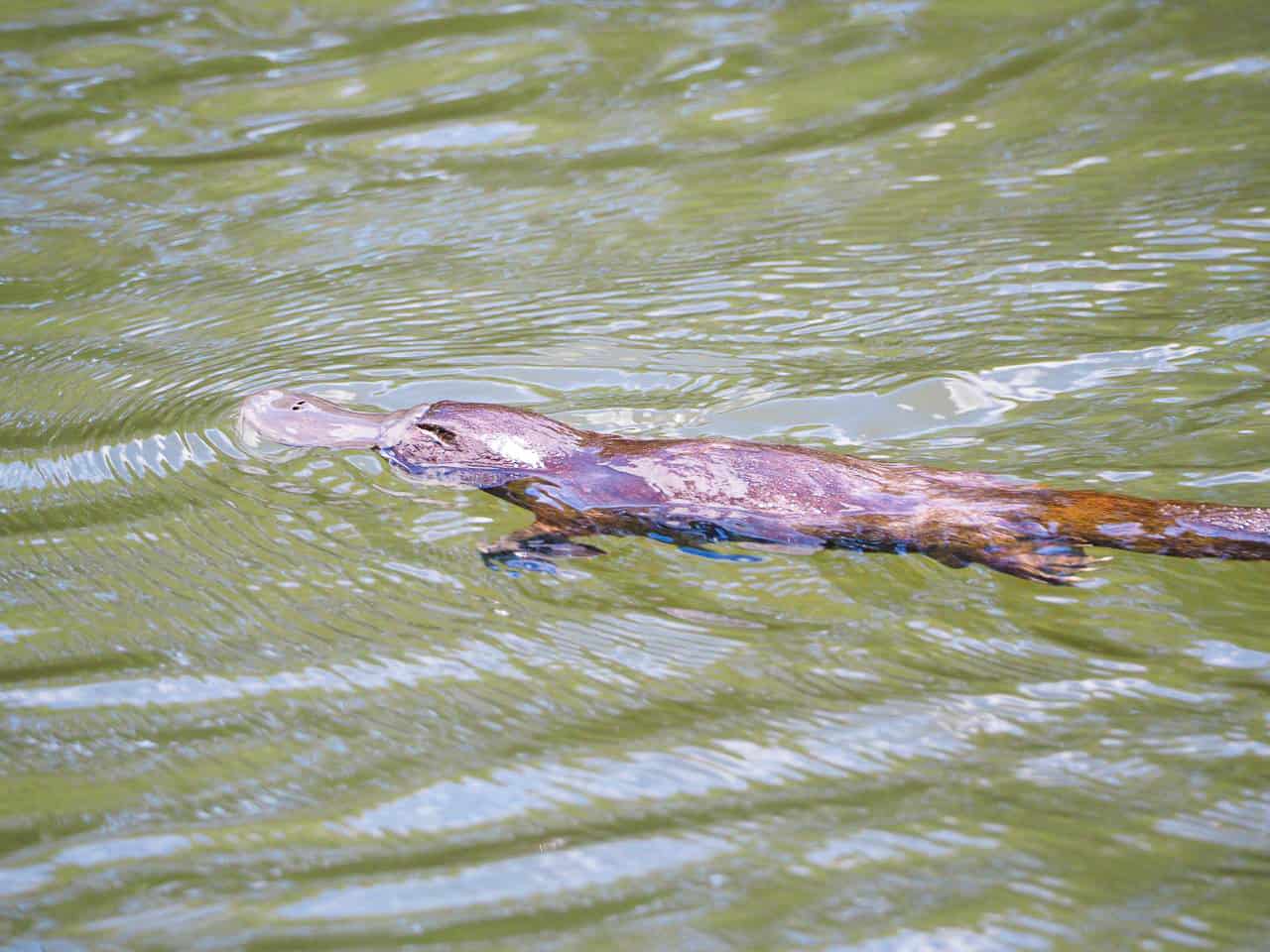 A platypus in the Atherton Tablelands- Far North Queensland // Travel Mermaid