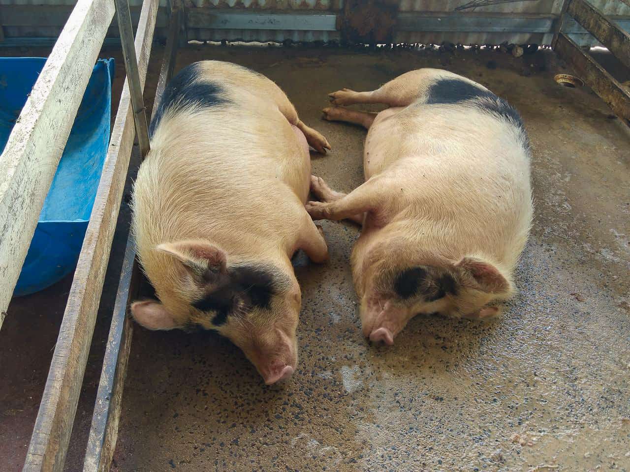 Pigs at Gallo Dairyland in Yungaburra, North Queensland, Australia // Travel.Mermaid.com