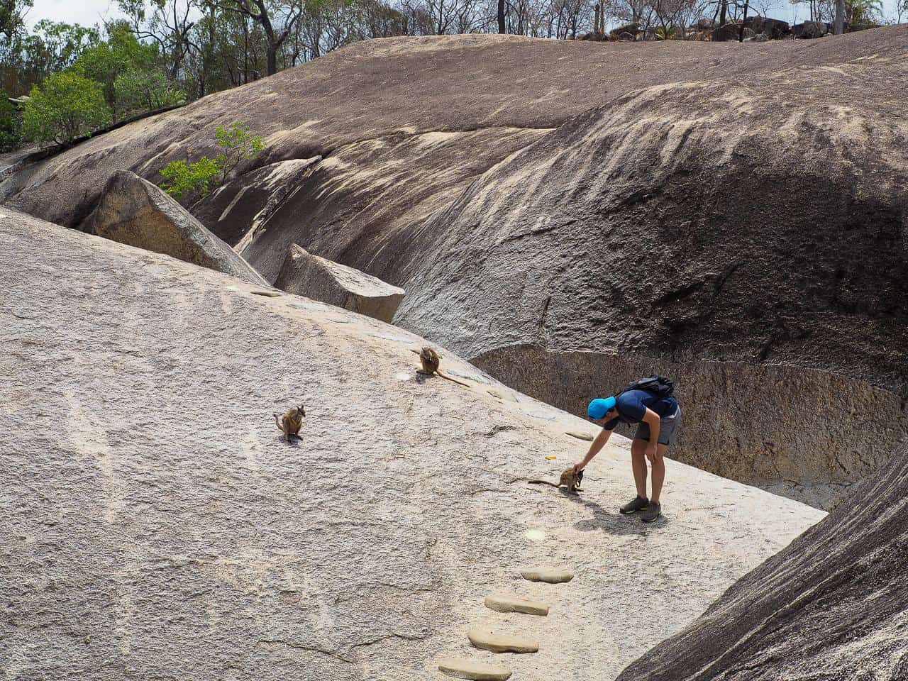 Rock wallabies at Granite Gorge in Mareeba, Far North Queensland // Travel Mermaid