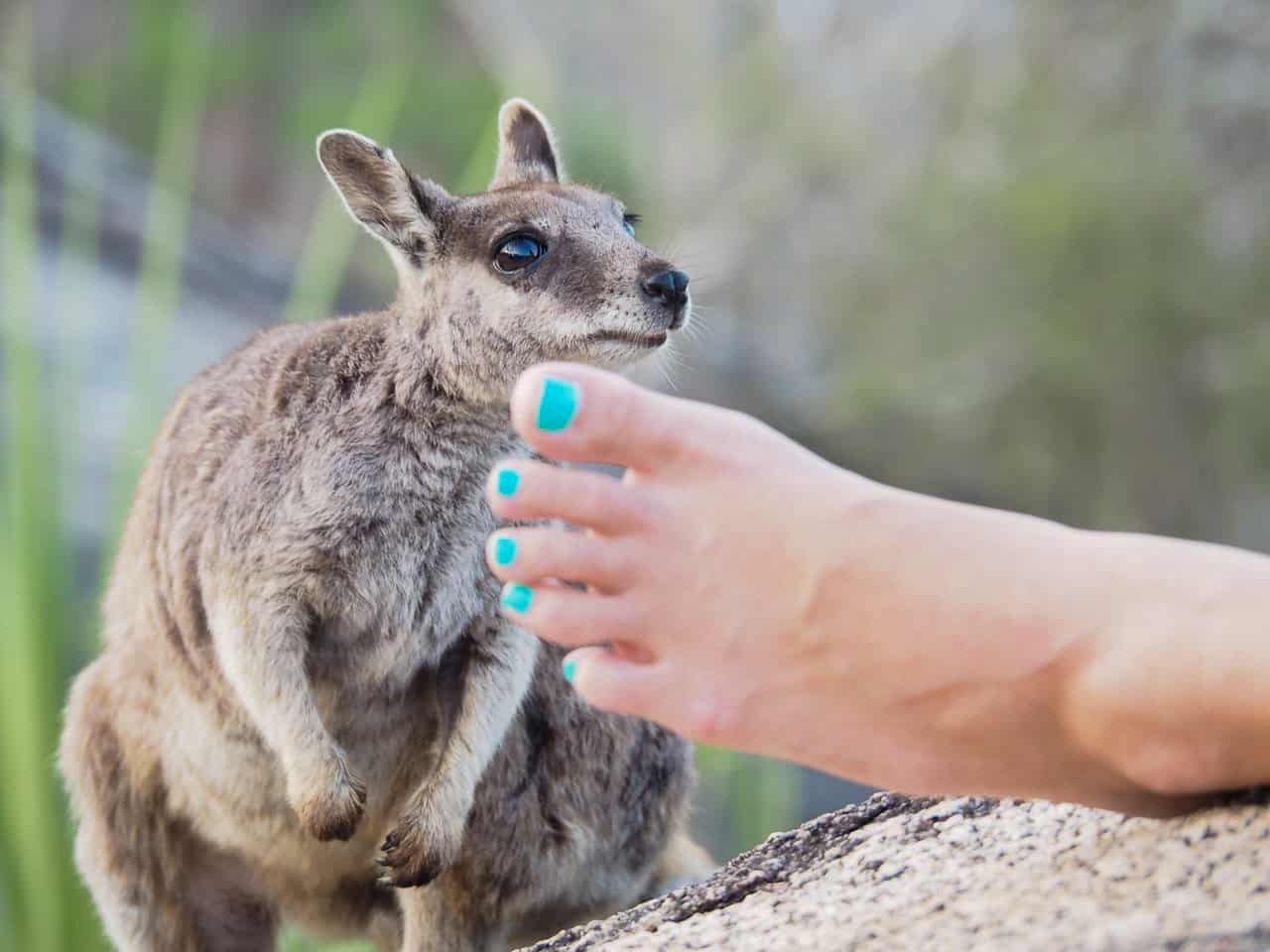 A rock wallaby at Granite Gorge in the Atherton Tablelands, Australia // travelmermaid.com