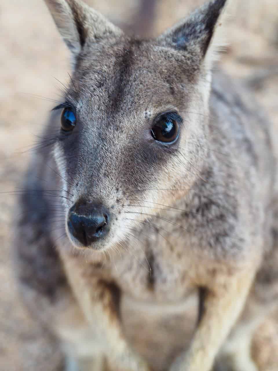 An endangered rock wallaby at Granite Gorge in the Atherton Tablelands, Australia // Travel Mermaid 158