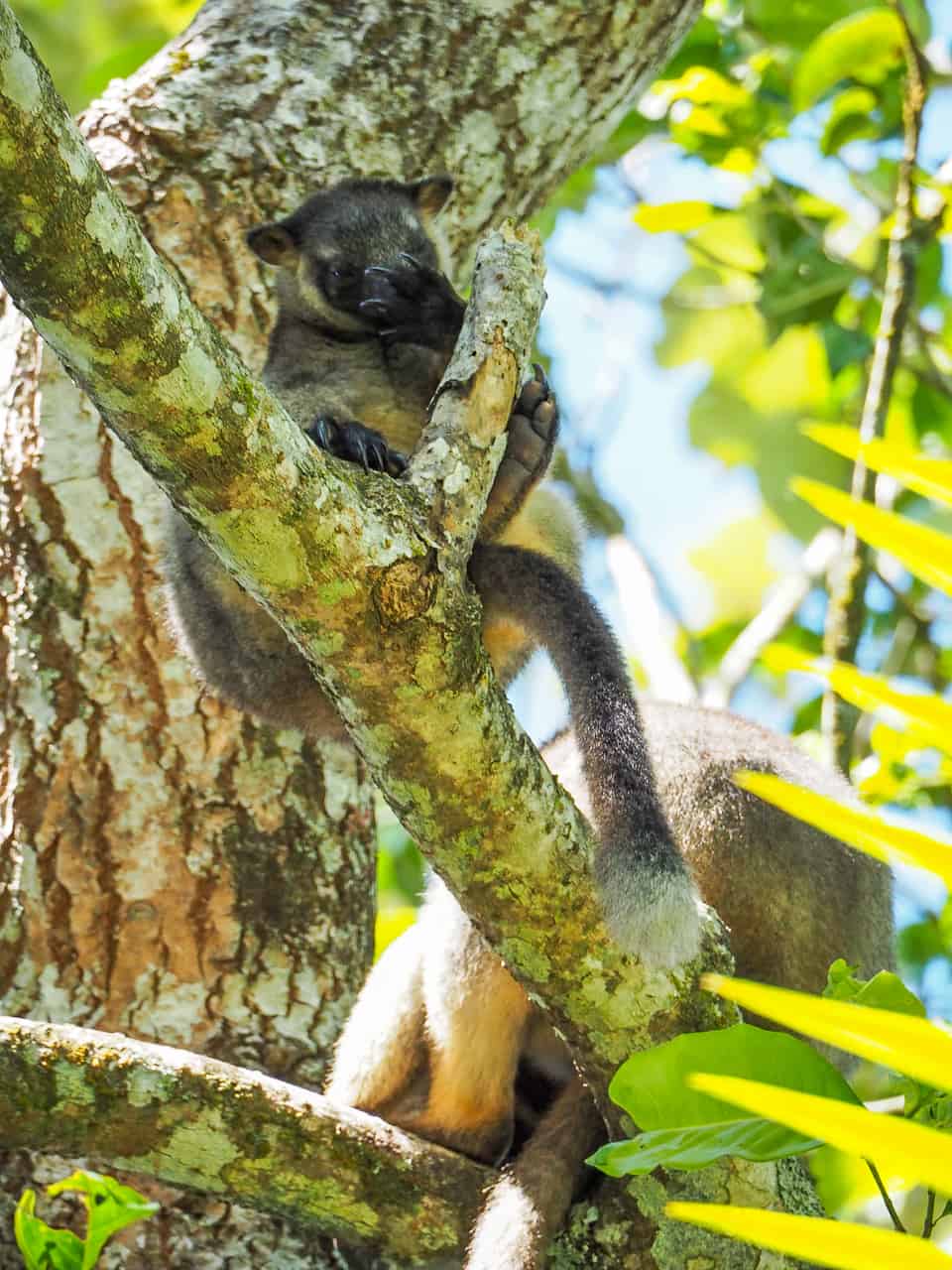 Where to Spot Unique Australian Wildlife in the Atherton Tablelands ...