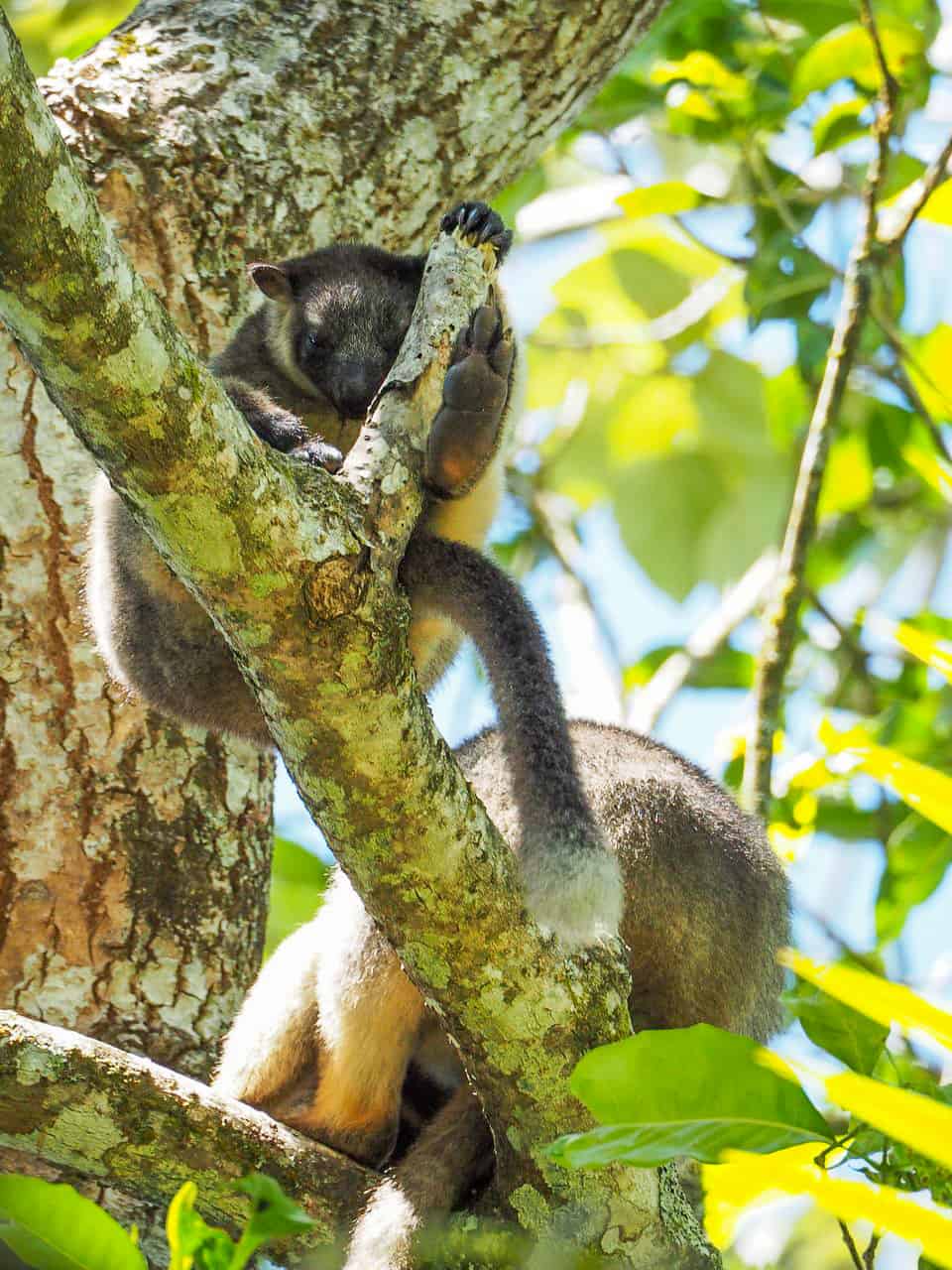 Lumholtz’s Tree Kangaroos at Nerada Tea Plantation, Far North Queensland - Australia // Travel Mermaid