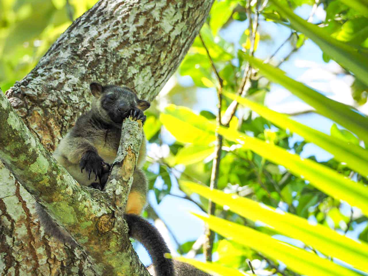 Lumholtz’s Tree Kangaroo at Nerada Tea Plantation, Far North Queensland - Australia // Travel Mermaid