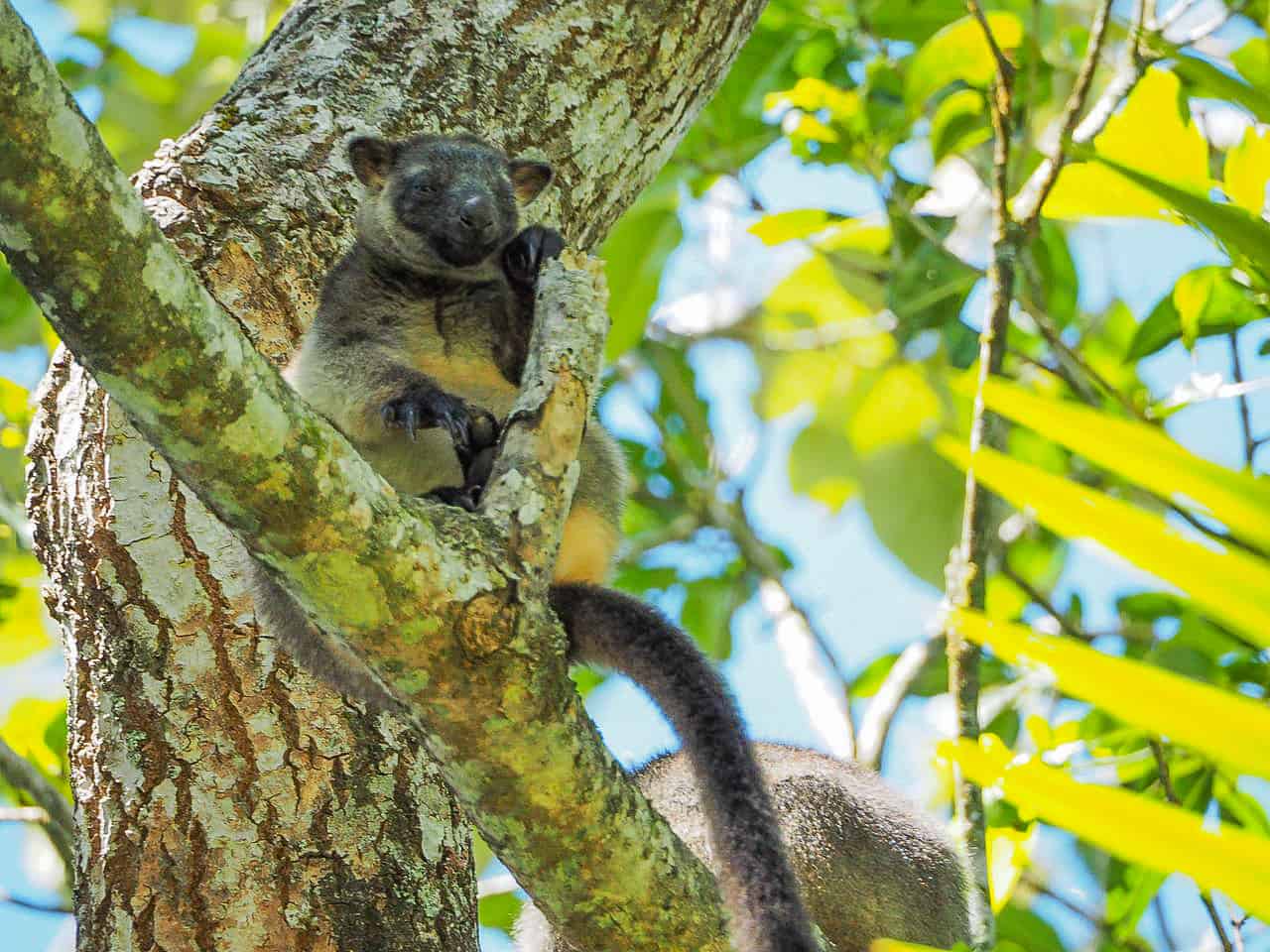 A smiling Lumholtz’s Tree Kangaroo at Nerada Tea Plantation in the Atherton Tablelands, Australia // Travel Mermaid