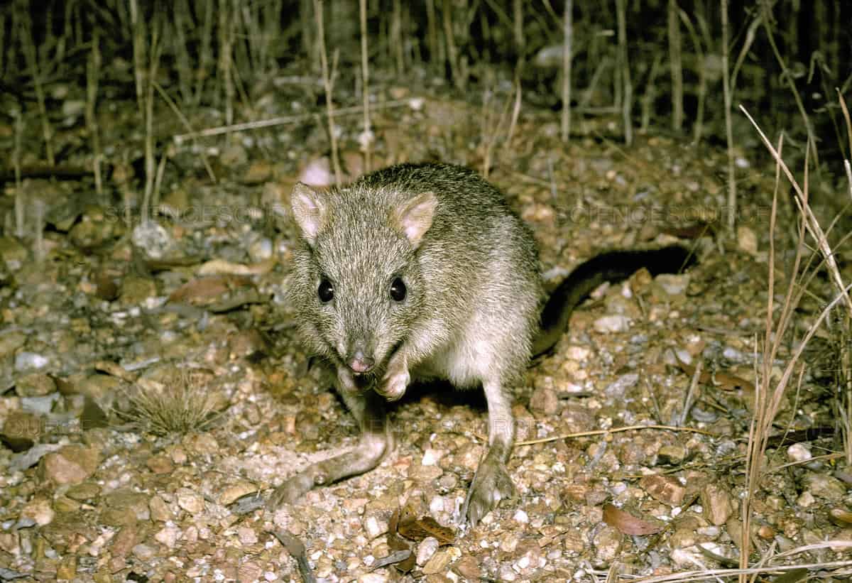 A Northern Bettong in North Queensland // TravelMermaid.com