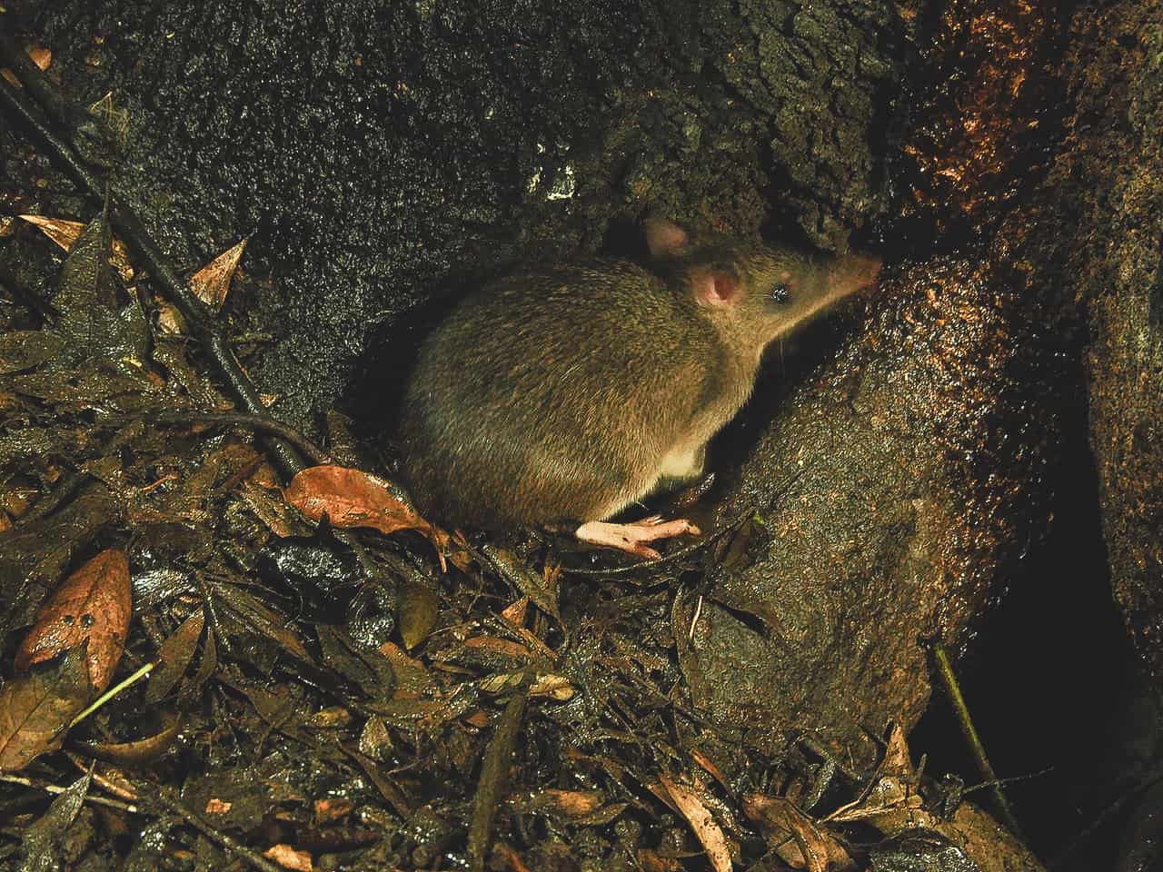 A long nosed bandicoot in the Atherton Tablelands- Far North Queensland // Travel Mermaid