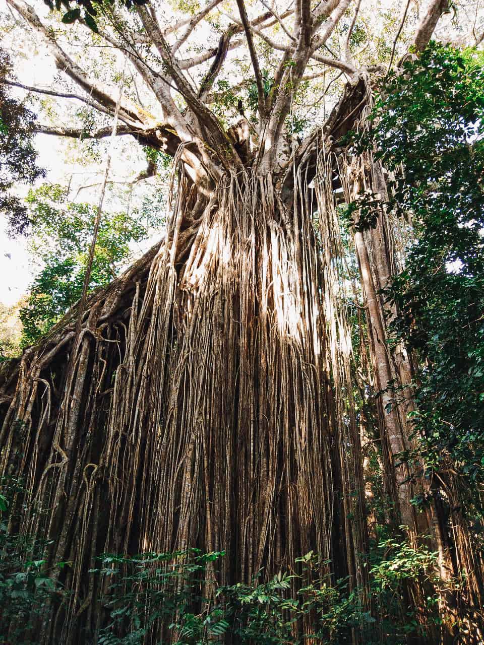 Curtain-Fig-Tree-Yungaburra-Atherton-Tablelands-North-Queensland-Australia ] Travel Mermaid