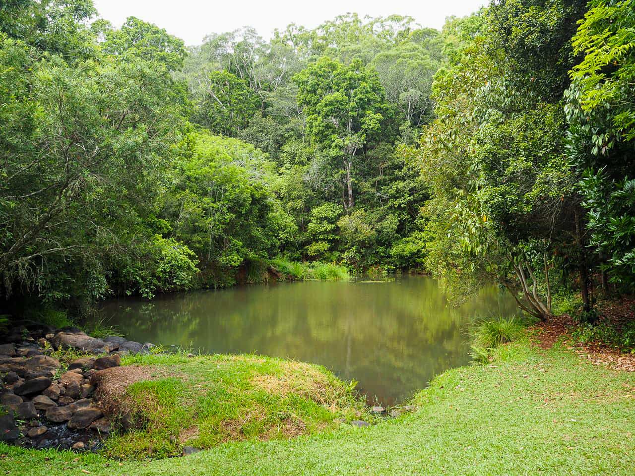 Peterson Creek walking trail in Yungaburra, Atherton Tablelands-Australia // Travel Mermaid