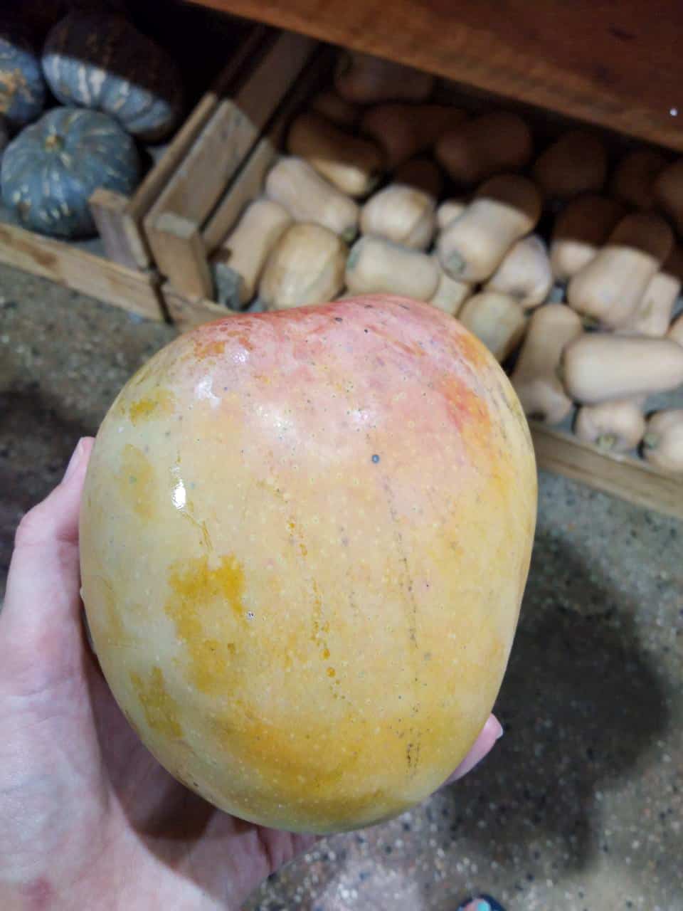 A big juicy mango from a Farmer's market in Cairns, North Queensland // travelmermaid.com