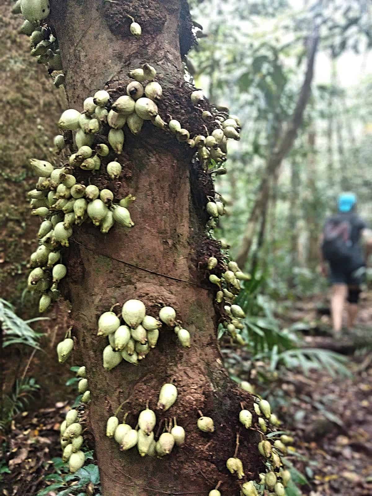 berries on a tree along the Devil's Thumb hiking trail, Australia // Travel Mermaid