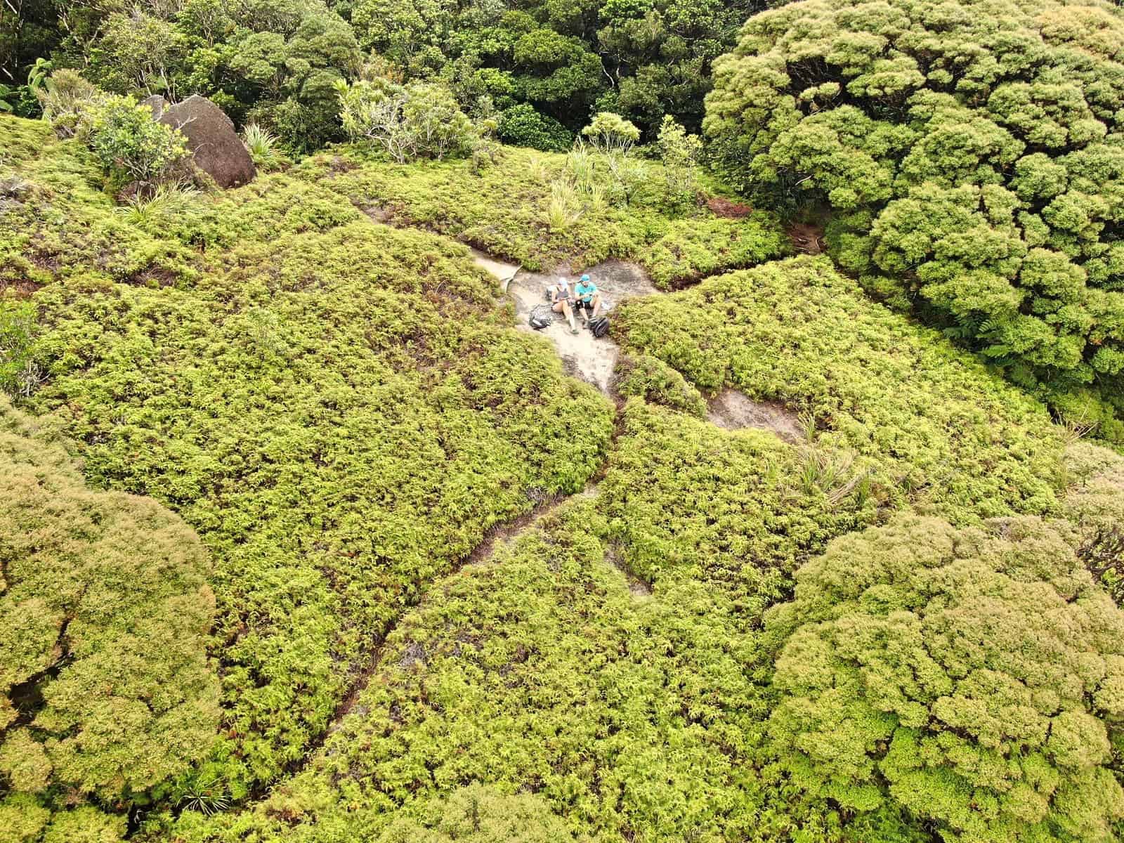 a drone shot of the coral fern patch along the Devil's Thumb hiking trail in Australia // Travel Mermaid