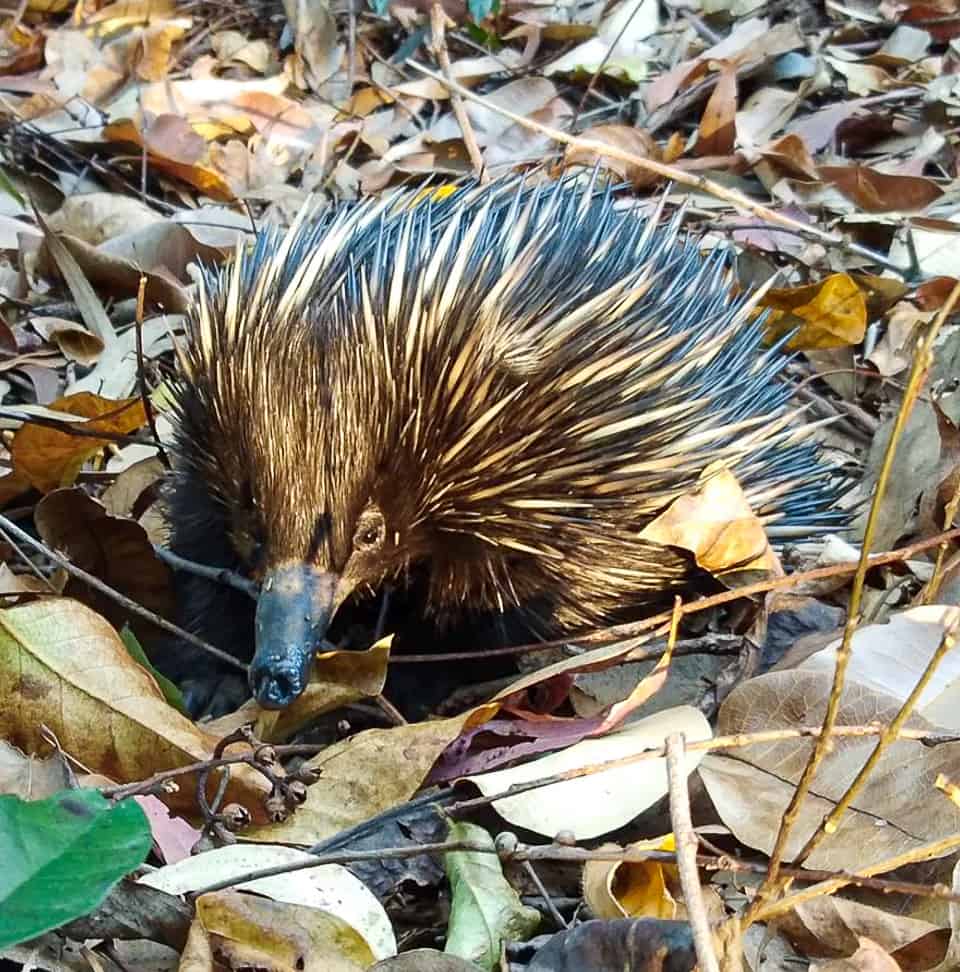 An echidna on the Bump Track hike in Port Douglas // Travel Mermaid
