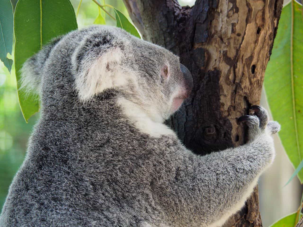A koala at the Wildlife Habitat in Port Douglas, Australia // Travel Mermaid