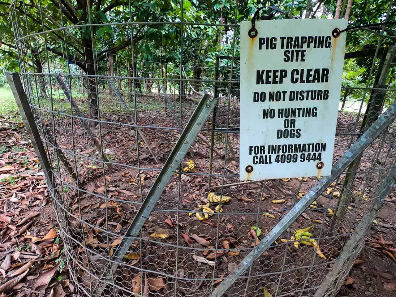 A feral pig trap at Wildwood in Cape Tribulation // Travel Mermaid
