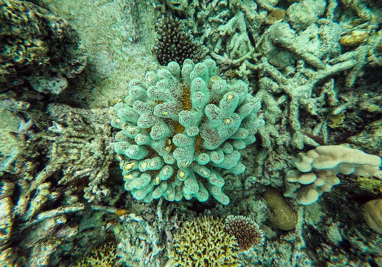 Coral in the Outer Great Barrier Reef near Port Douglas // Travel Mermaid