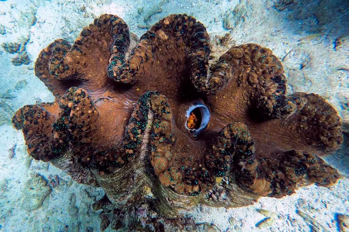 A giant clam at on the Outer Great Barrier Reef, Australia // Travel Mermaid