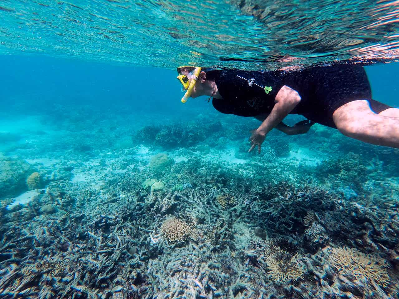 Dead finger coral on thew Great Barrier Reef, Australia // Travel Mermaid