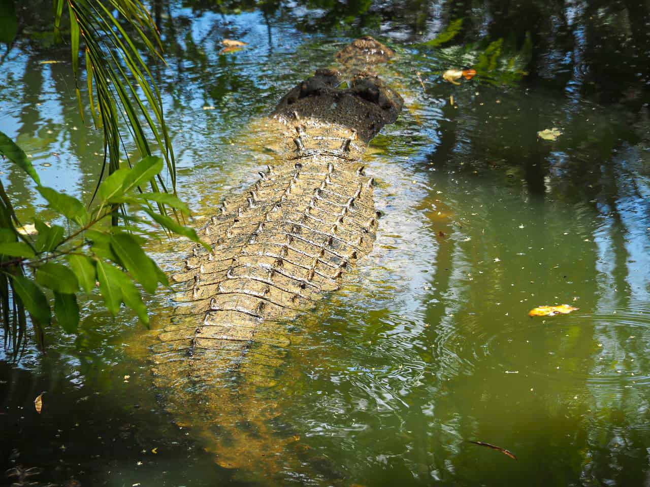 A saltwater crocodile at Wildlife Habitat in Port Douglas, Queensland - Australia // Travel Mermaid