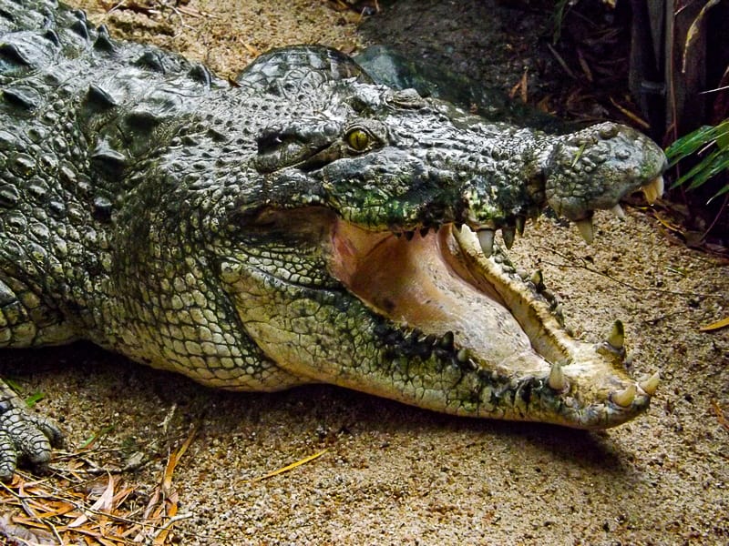A saltwater crocodile at Wildlife Habitat in Port Douglas, Queensland - Australia // Travel Mermaid