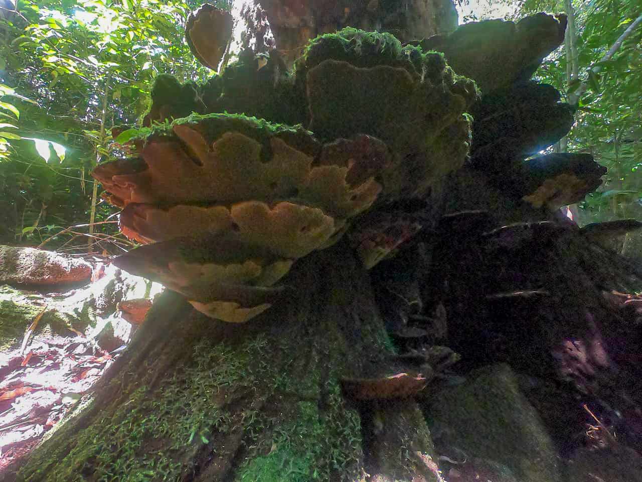 Tree with large mushrooms along the Mount Bartle Frere Western Trail in Queensland's Wet Tropics, Australia // Travel Mermaid
