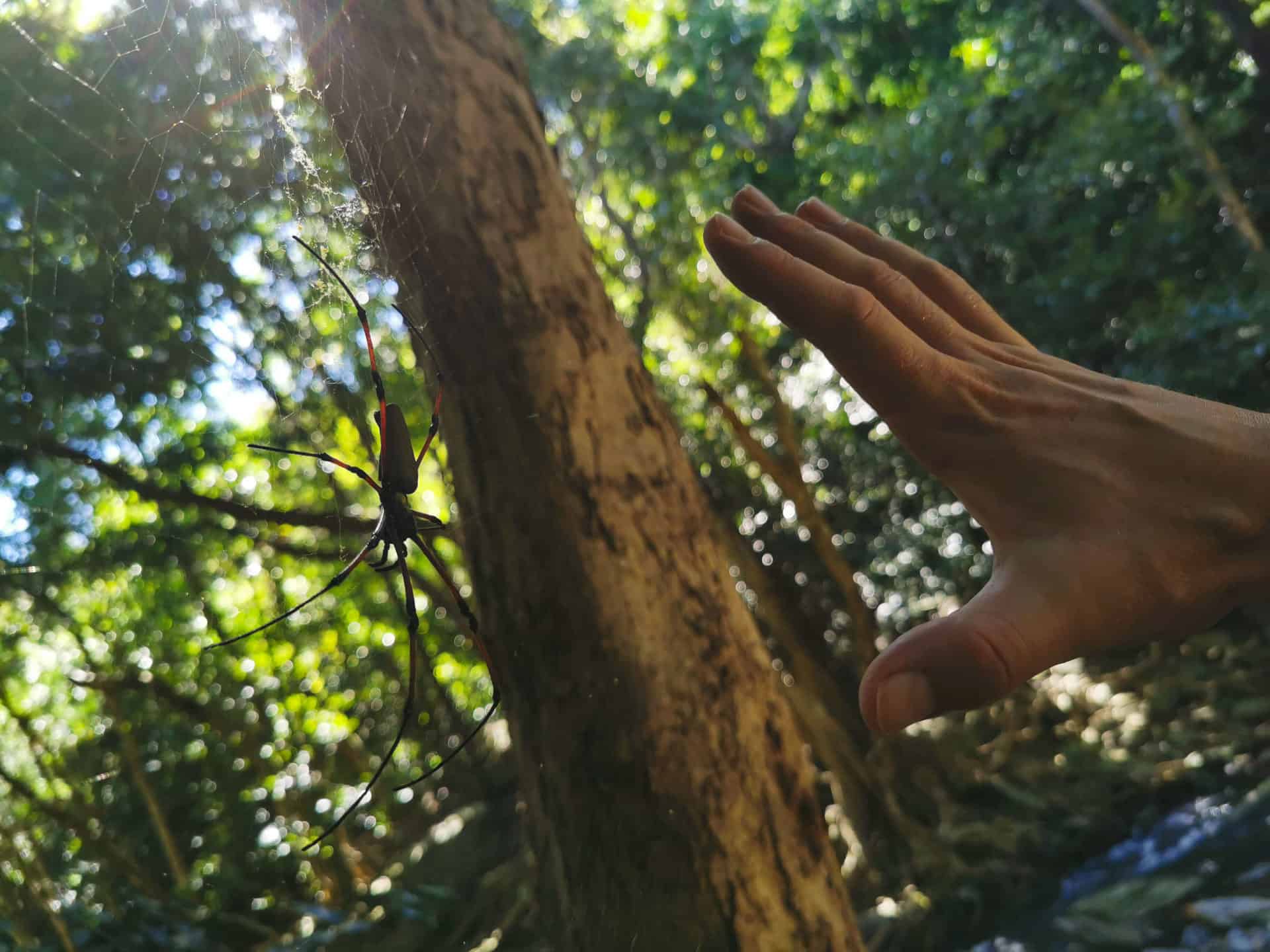 Goden Orb spider at Spring Creek in Mowbray // Travel Mermaid 