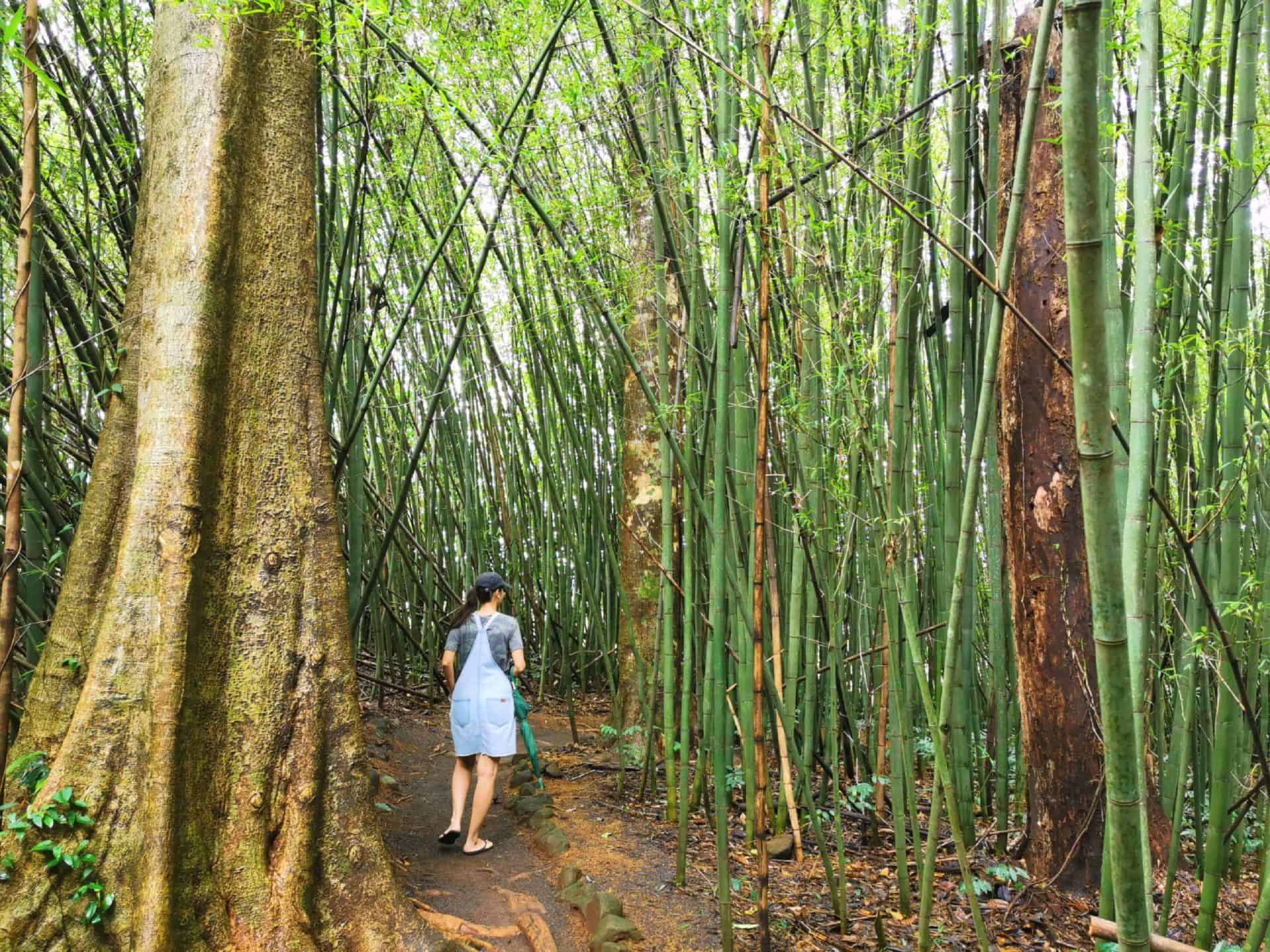 Bamboo Walk at Paronella Park // Travel Mermaid
