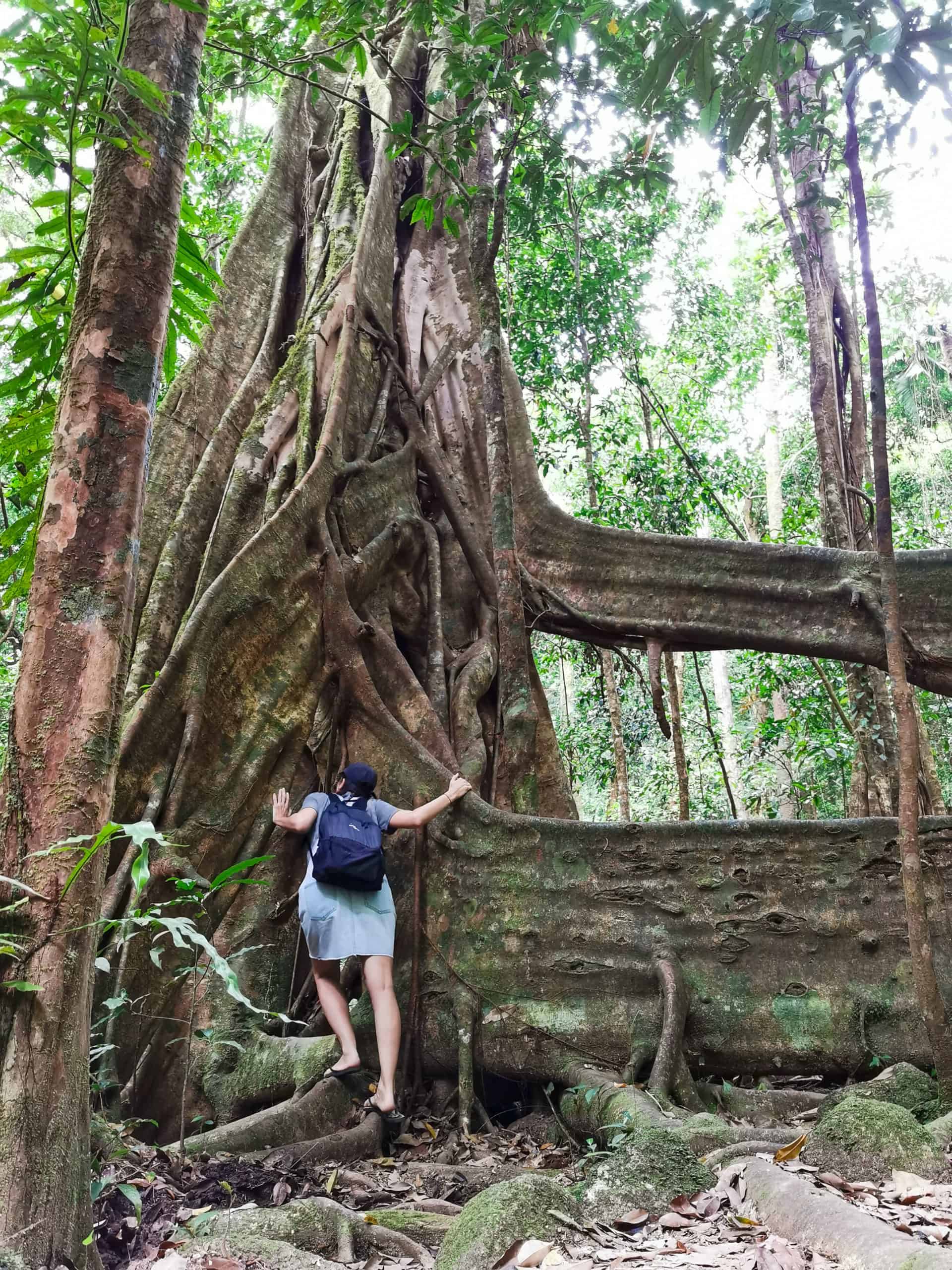 Mossman Gorge near Port Douglas // Travel Mermaid 