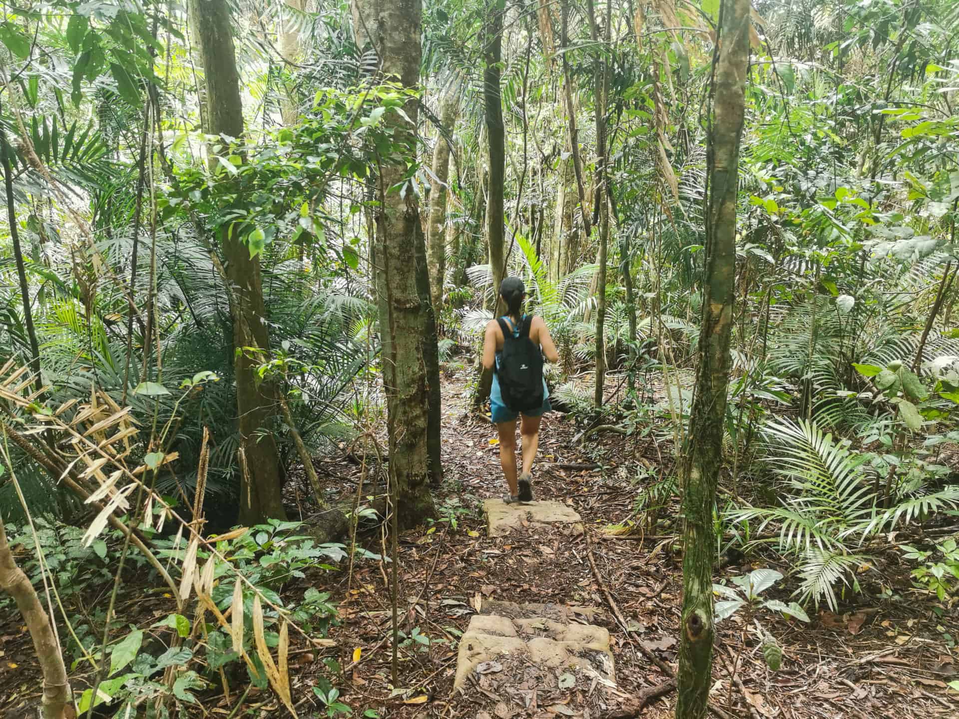 Green Arrow Track in Mount Whitfield National Park in Cairns // Travel Mermaid