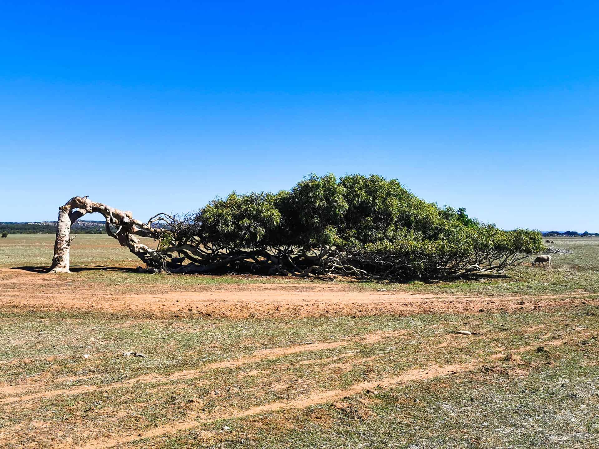 Greenough Leaning Tree in Western Australia