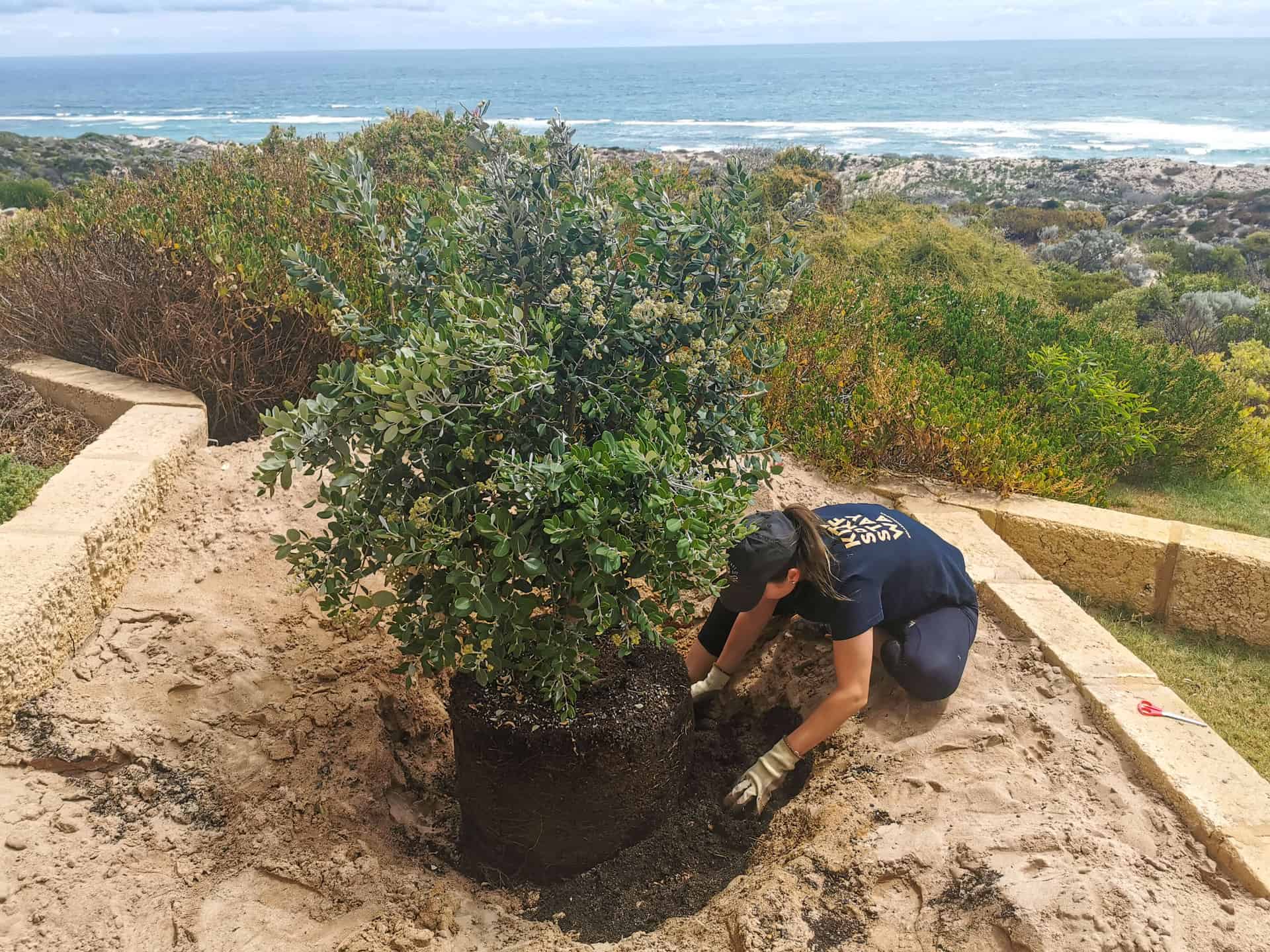 Planting a New Zealand Christmas Tree // The Glass House WA