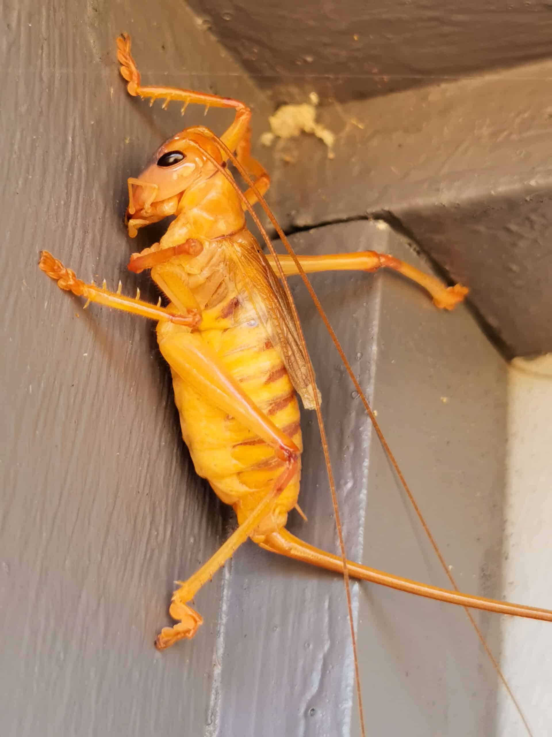 Wildlife at The Glass House WA