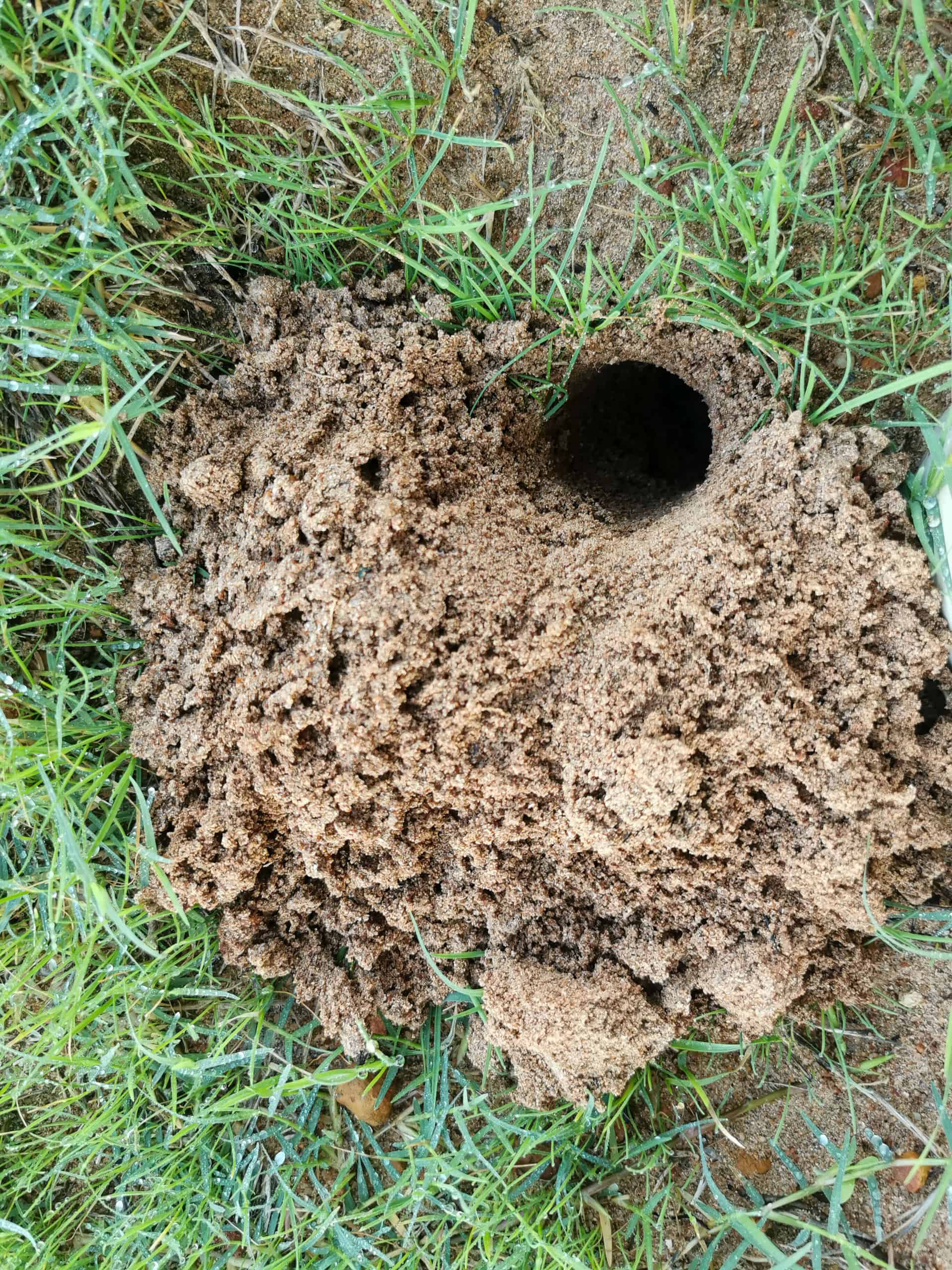 Crab hole in the grass at The Glass House WA