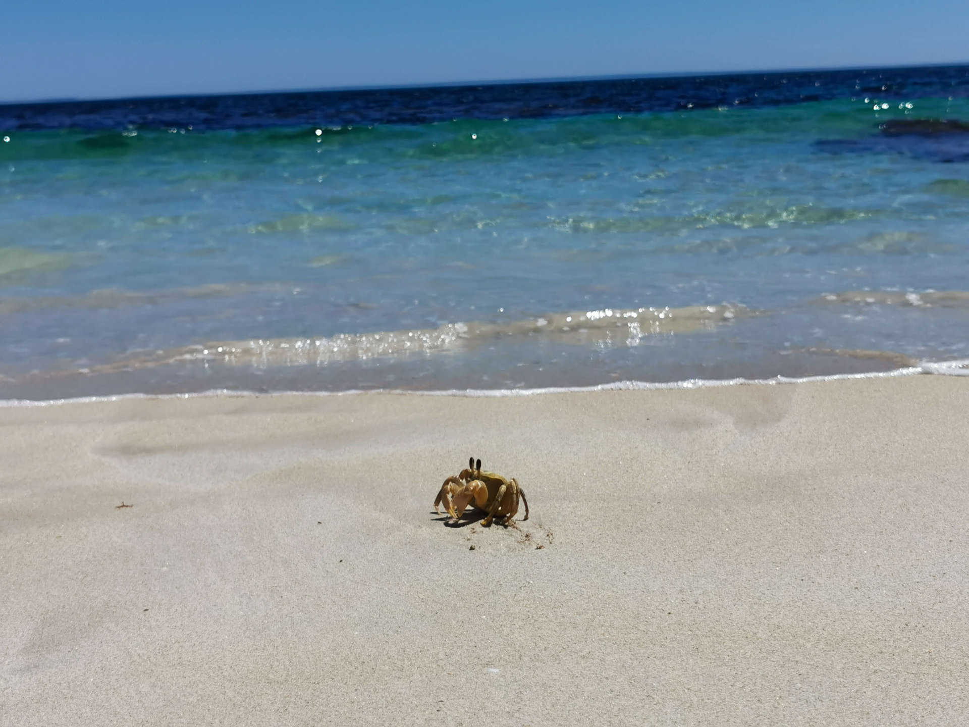 Wildlife at The Glass House WA