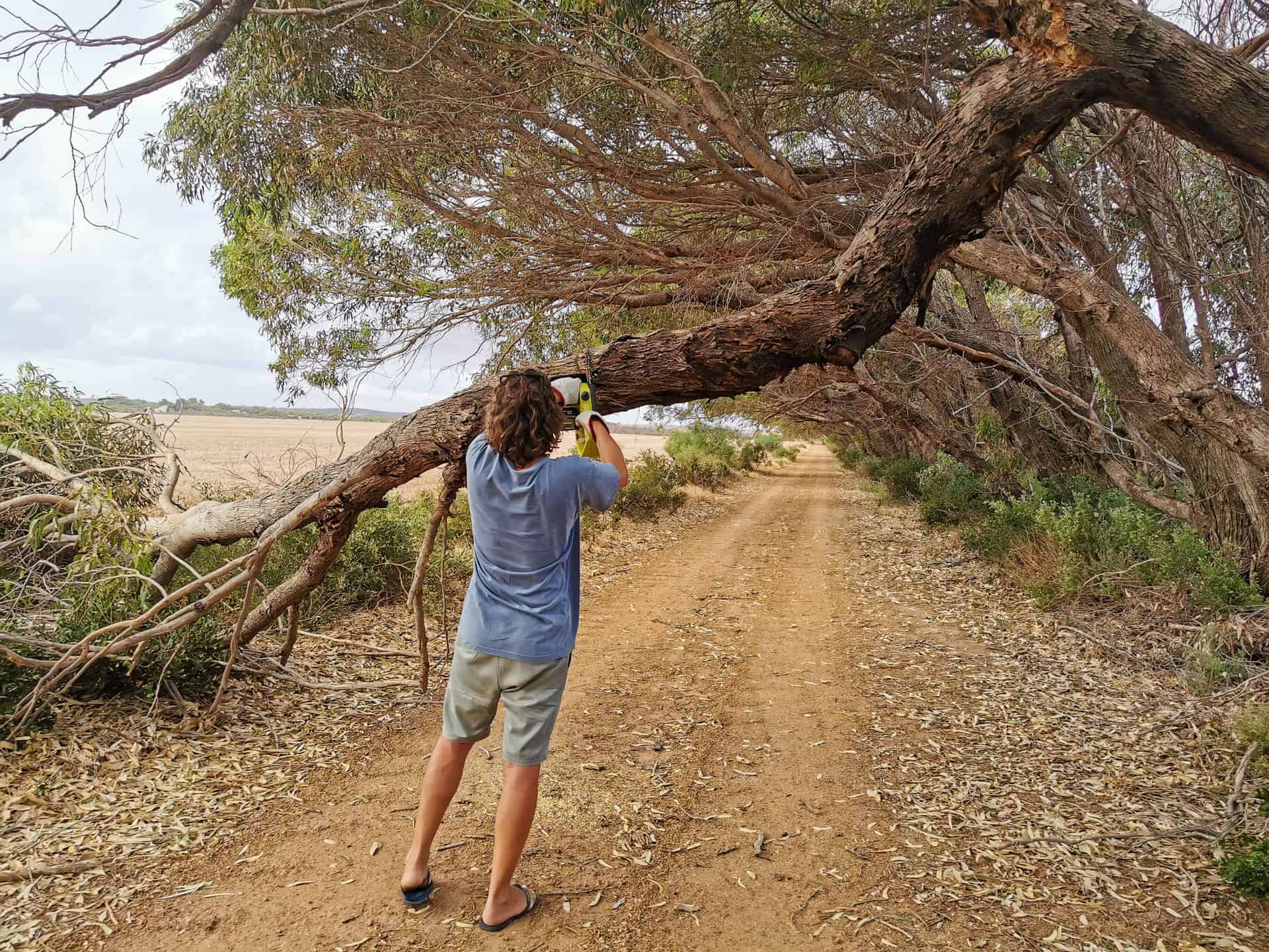 Sawing a fallen branch from a leaning tree on the drive in Greenough, Western Australia