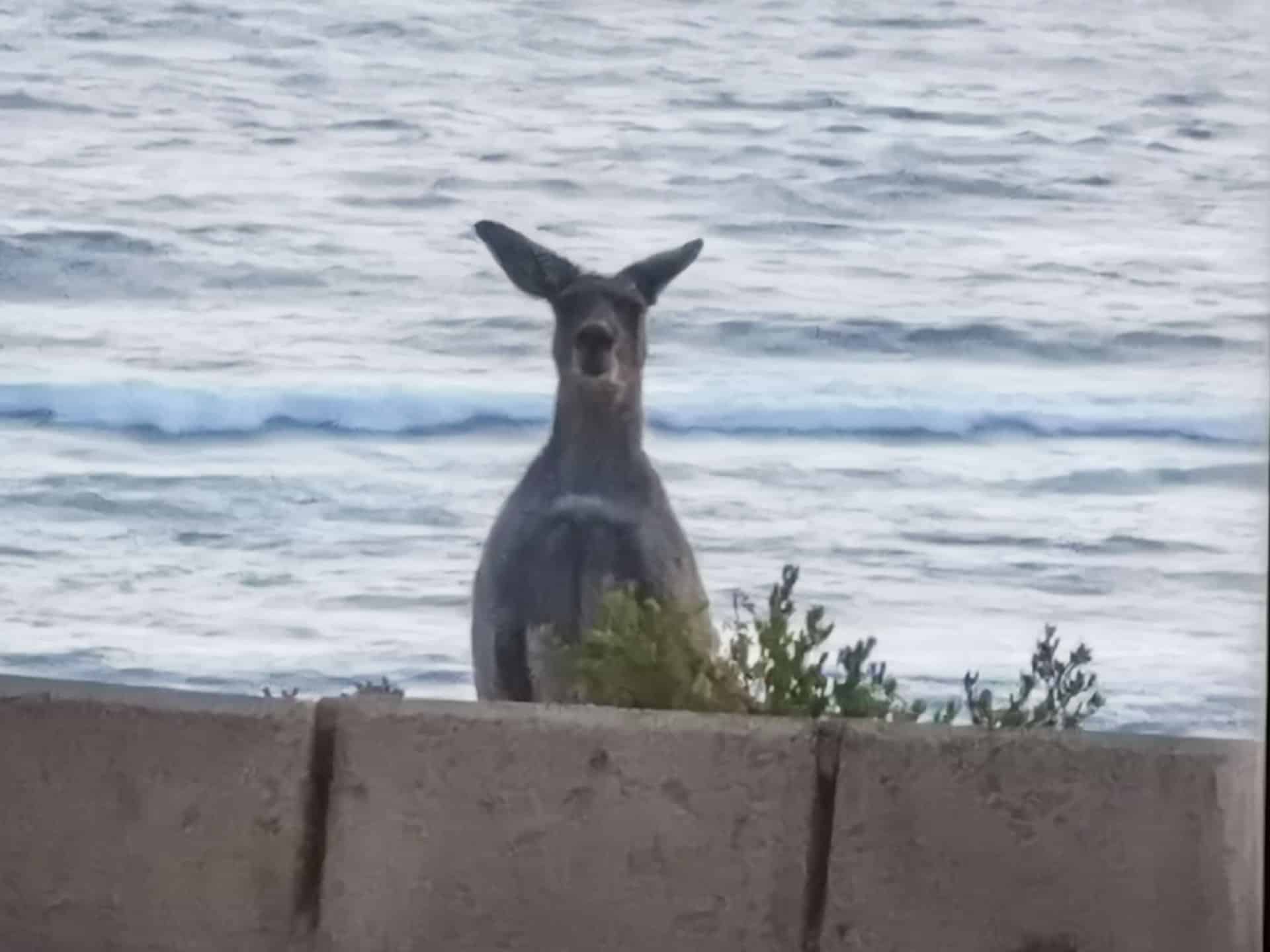 Wildlife at The Glass House WA